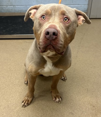 Shelter Stray Male Dog last seen Near n Hairston Rd 16, 30083, GA, 3280 Chamblee Dunwoody Rd, Chamblee, GA 30341, USA