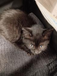 Shelter Stray Female Cat last seen Near Jesse Hill Dr, Atlanta, GA, 1251 Fulton Industrial Blvd NW, Atlanta, GA 30336, USA