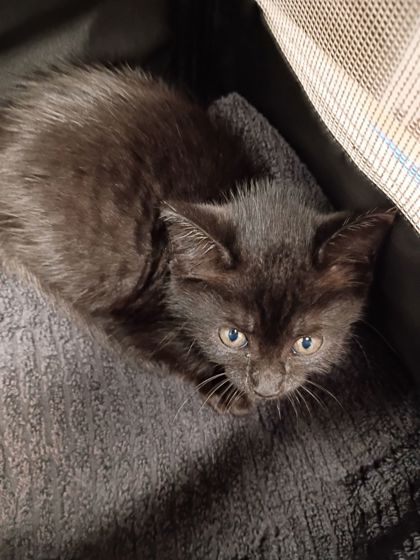 Shelter Stray Female Cat last seen Near Jesse Hill Dr, Atlanta, GA, 1251 Fulton Industrial Blvd NW, Atlanta, GA 30336, USA