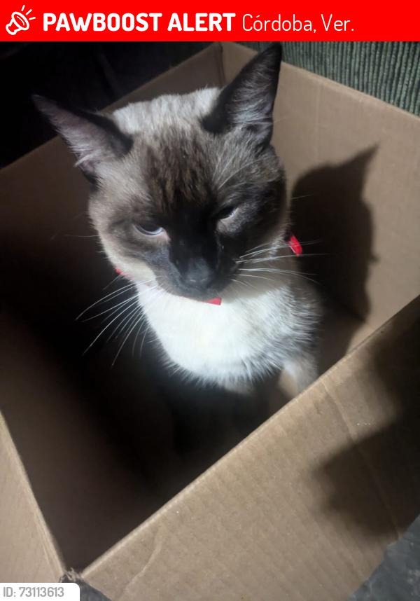 Lost Male Cat last seen Final del puente nuevo junto donde dice jefe de manzana, Córdoba, Ver. 94530