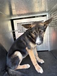 Shelter Stray Female Dog last seen Near Blk of Bluffview, District 3 - East Cleburne,, 2375 Service Dr, Cleburne, TX 76033, USA