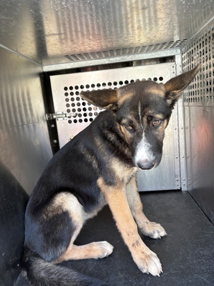 Shelter Stray Female Dog last seen Near Blk of Bluffview, District 3 - East Cleburne,, 2375 Service Dr, Cleburne, TX 76033, USA