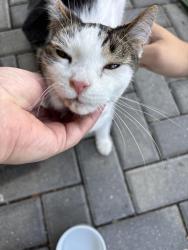 Found/Stray Female Cat last seen Bethany rd and Landis rd, Ephrata, PA 17522