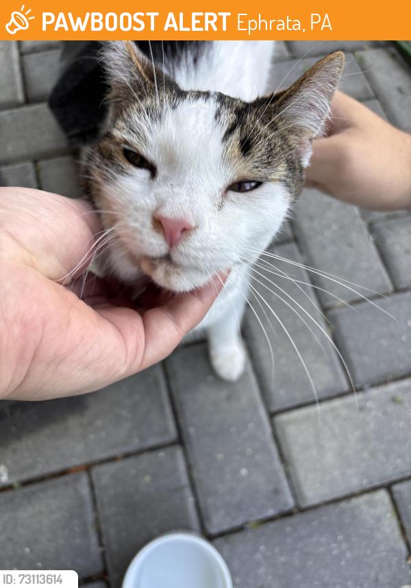 Found/Stray Female Cat last seen Bethany rd and Landis rd, Ephrata, PA 17522