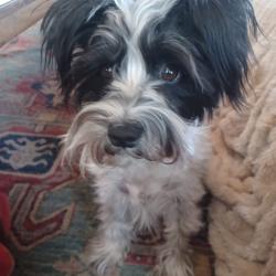 Reunited Female Dog last seen Avana, Austin, TX 78739