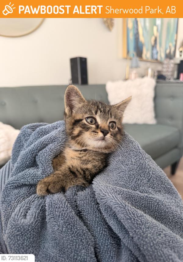 Found/Stray Unknown Cat last seen Glencoe Blvd Sherwood Park , Sherwood Park, AB 