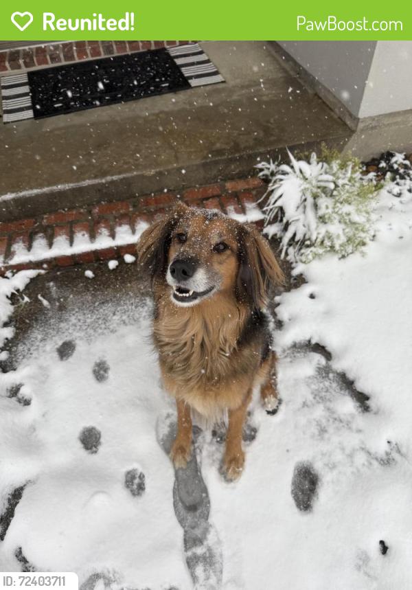 Reunited Male Dog last seen Canberra road, Lafayette, LA 70503