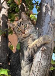 Lost Female Cat last seen Royal Rd, El Cajon, CA 92021