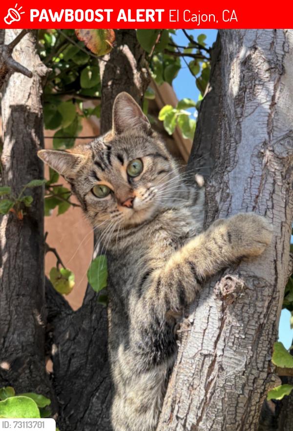Lost Female Cat last seen Royal Rd, El Cajon, CA 92021