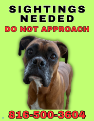 Lost Male Dog last seen 136th and Nevada East of I-435, Platte City, MO 64079