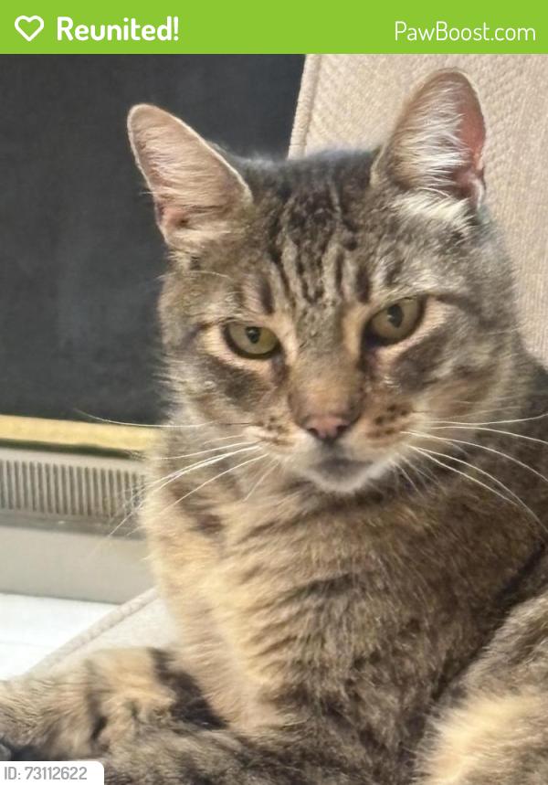 Reunited Female Cat last seen Glenmoor Area, Fremont, CA 94537