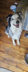 Found/Stray Male Dog last seen Rose Hill drive, LaFollette, TN 37766