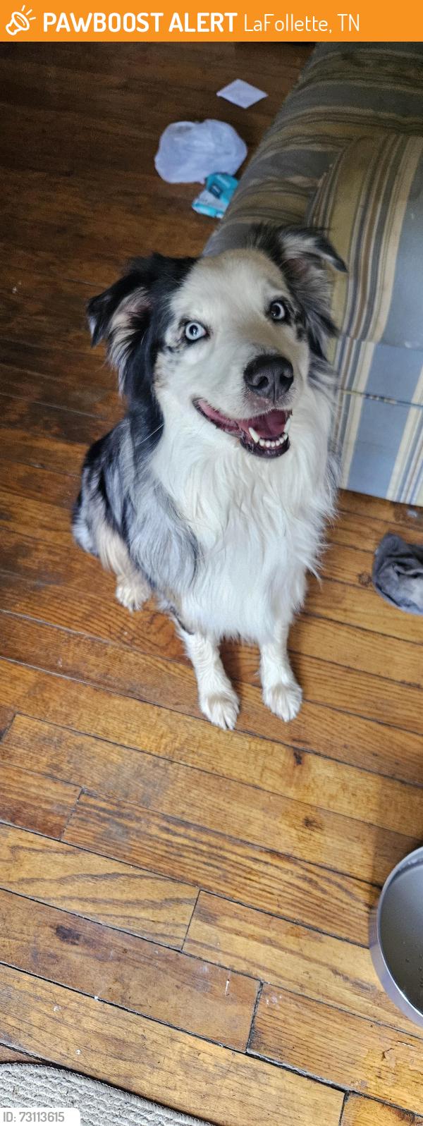 Found/Stray Male Dog last seen Rose Hill drive, LaFollette, TN 37766