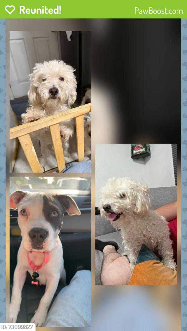 Reunited Male Dog last seen Mary Henley Park, Hemet, CA 92545
