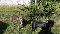 Reunited Female Dog last seen Unc campus, Chapel Hill, NC 27516