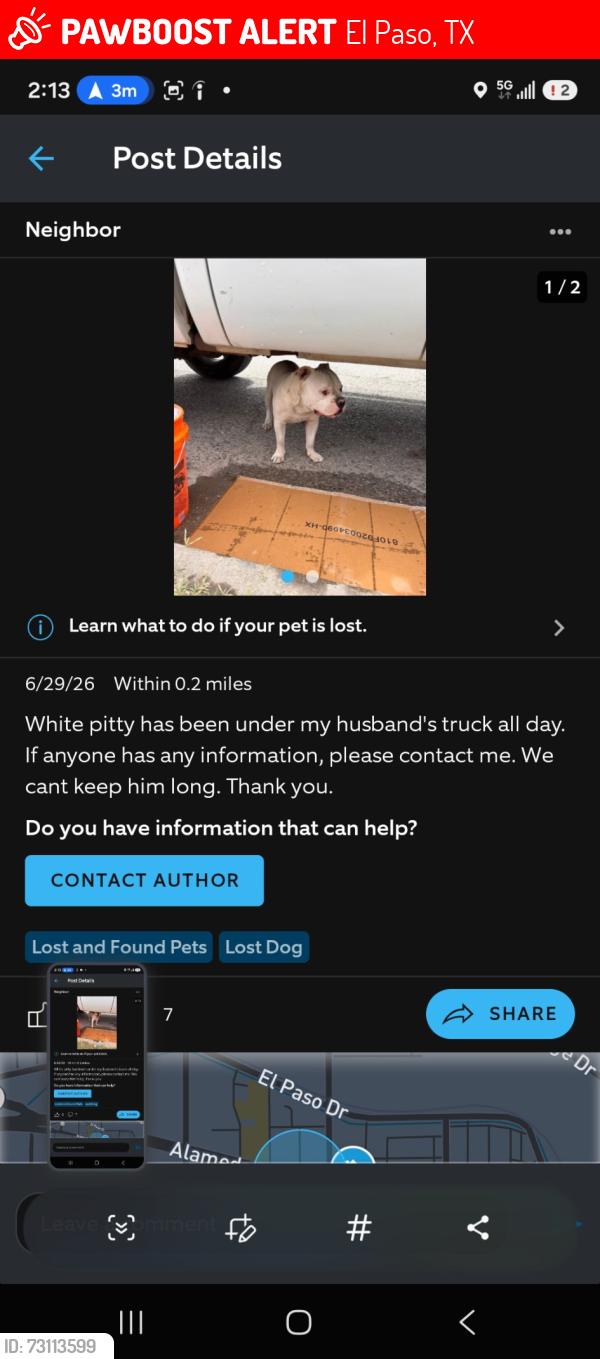 Lost Male Dog last seen Churches chicken, El Paso, TX 79905