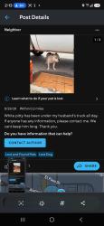 Lost Male Dog last seen Churches chicken, El Paso, TX 79905