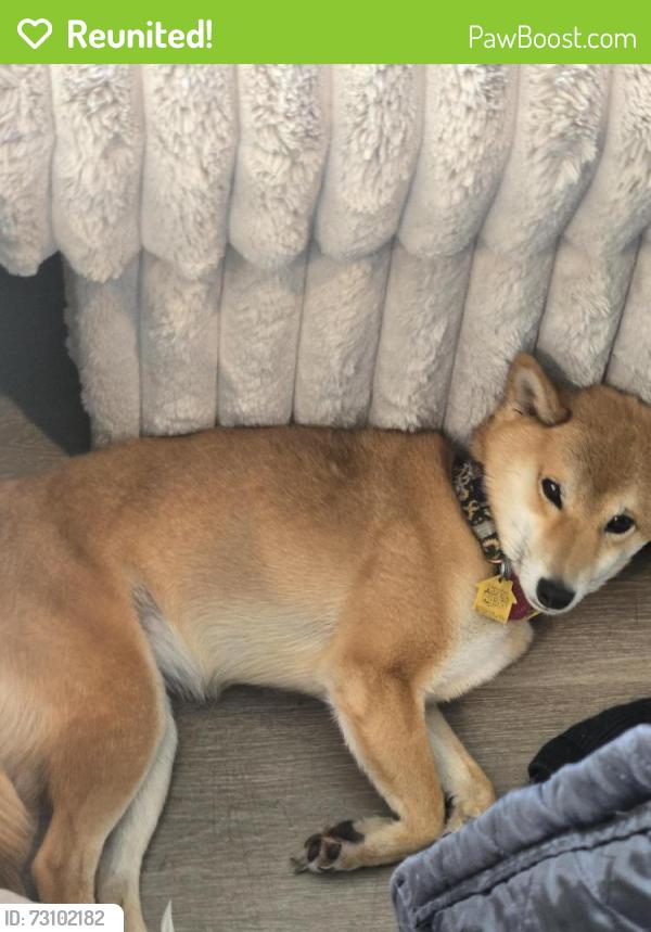 Reunited Female Dog last seen On Dee st se, Bondurant, IA 50035