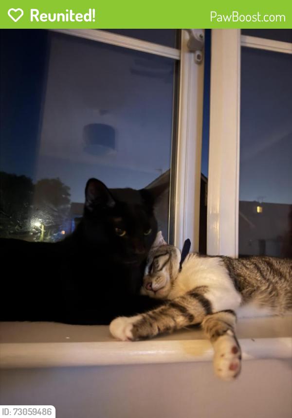 Reunited Male Cat last seen Near forest avenue, Hampshire, England PO8 8JD