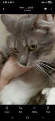Lost Male Cat last seen Tall ships, Friendswood, TX 77546