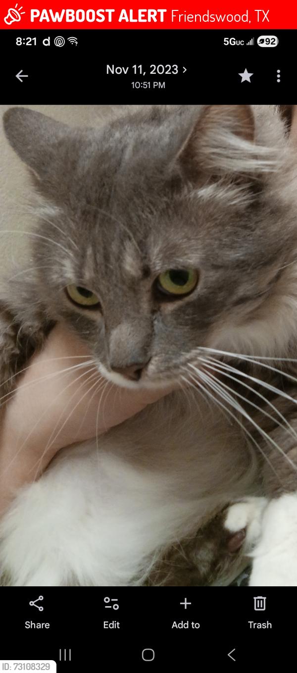 Lost Male Cat last seen Tall ships, Friendswood, TX 77546