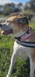 Lost Female Dog last seen Sanctuary lakes blvd, Point Cook, VIC 3030