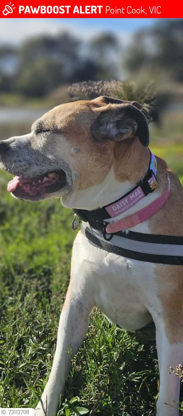 Lost Female Dog last seen Sanctuary lakes blvd, Point Cook, VIC 3030