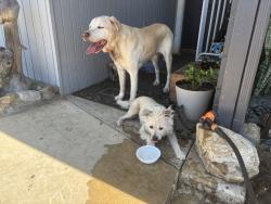 Reunited Male Dog last seen Near Celia vista 92115, San Diego, CA 92115