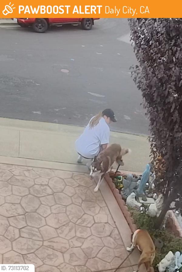 Found/Stray Unknown Dog last seen Alexis Cir & Carter St, Daly City, CA 94014