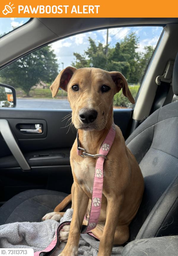 Found/Stray Female Dog last seen Pole Creek Baptist Church, Buncombe County, NC 28715