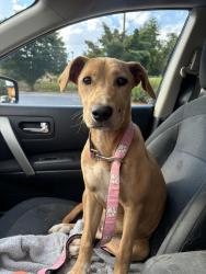 Found/Stray Female Dog last seen Pole Creek Baptist Church, Buncombe County, NC 28715