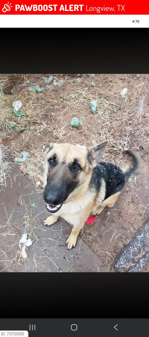 Lost Male Dog last seen Harrison/Stewart St/Pine Tree Soccer Fields, Longview, TX 75604