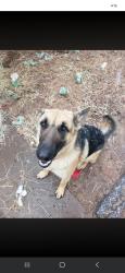 Lost Male Dog last seen Harrison/Stewart St/Pine Tree Soccer Fields, Longview, TX 75604