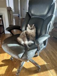 Lost Male Cat last seen Northshore & Choto, Knoxville, TN 37922