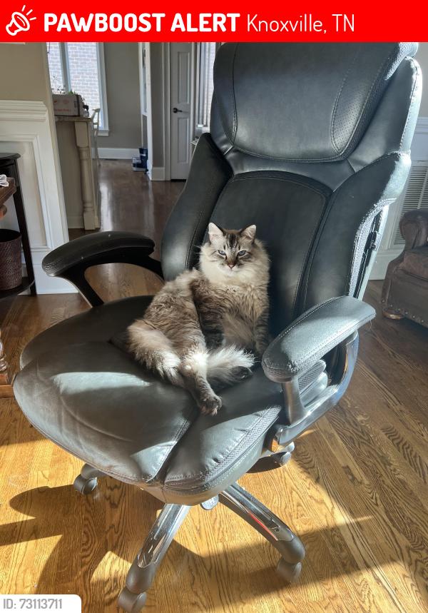 Lost Male Cat last seen Northshore & Choto, Knoxville, TN 37922