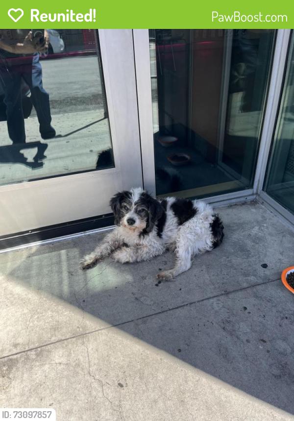 Reunited Male Dog last seen Near S McBride Ave, East Los Angeles, CA 90022