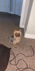 Reunited Male Dog last seen Near w, Layton, UT 84041