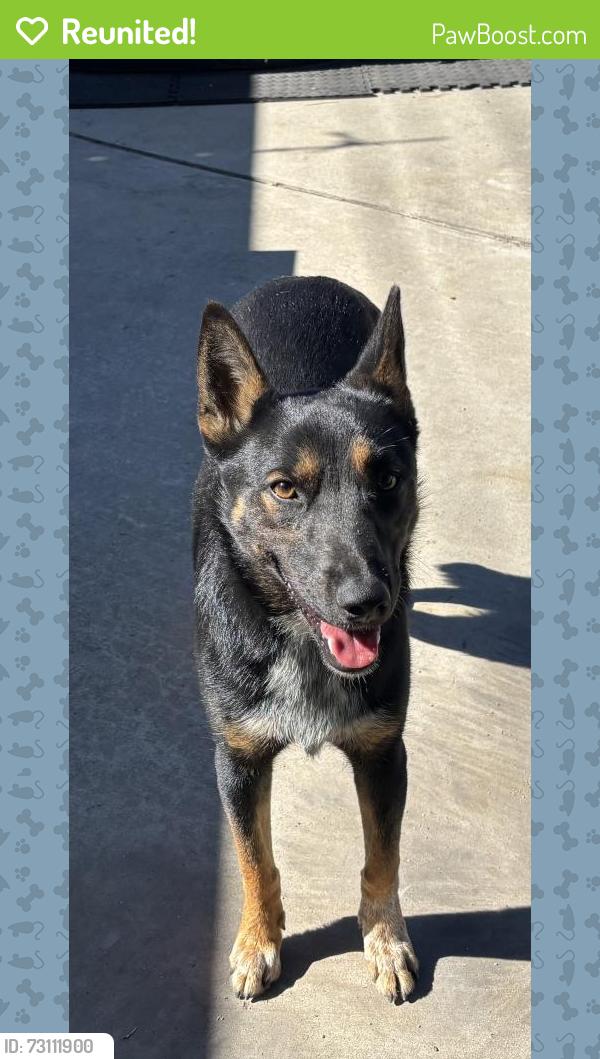 Reunited Female Dog last seen Casa Loma and Lynwood Drive, San Bernardino, CA 92405