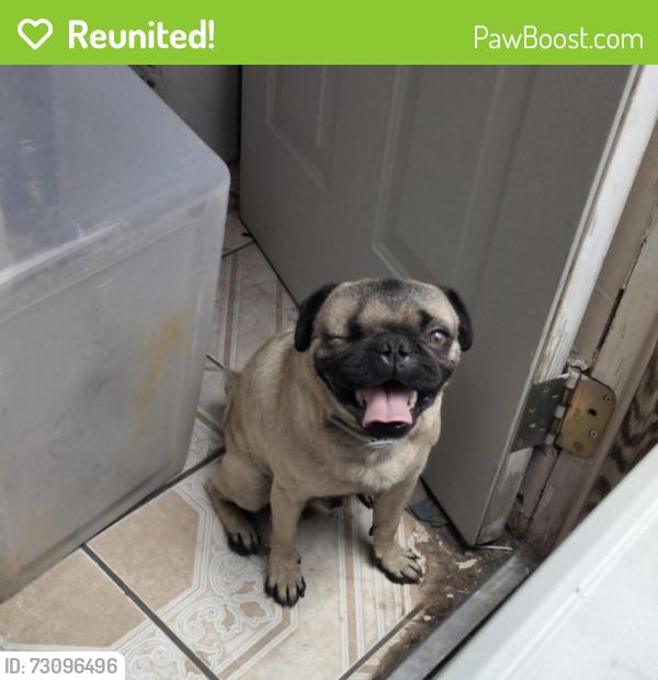 Reunited Male Dog last seen Near Arno St SE, Albuquerque, NM 87102, USA, Albuquerque, NM 87102