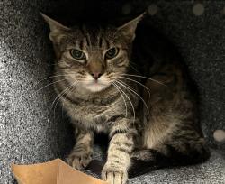 Shelter Stray Female Cat last seen Near E 198 Street, BRONX, NY, 10458, 326 E 110th St, New York, NY 10029, USA