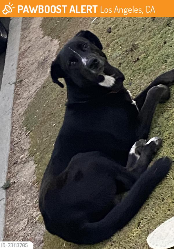 Found/Stray Male Dog last seen Kansas 48th street Los Angeles, Los Angeles, CA 90044