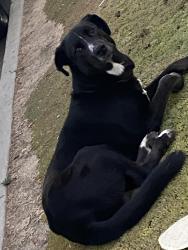 Found/Stray Male Dog last seen Kansas 48th street Los Angeles, Los Angeles, CA 90044