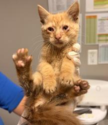 Shelter Stray Female Cat last seen Kitten found in car. Heard meowing coming from the car engine., SAN LEANDRO, CA, 94577, 8323 Baldwin St, Oakland, CA 94621, USA