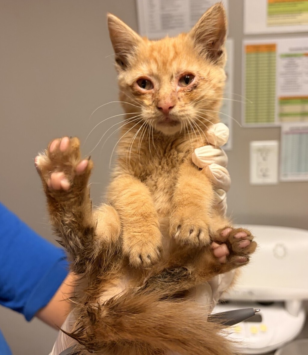 Shelter Stray Female Cat last seen Kitten found in car. Heard meowing coming from the car engine., SAN LEANDRO, CA, 94577, 8323 Baldwin St, Oakland, CA 94621, USA