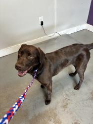 Shelter Stray Female Dog last seen Near California Avenue, SALT LAKE CITY, UT, 84104, 511 W 3900 S, Salt Lake City, UT 84123, USA