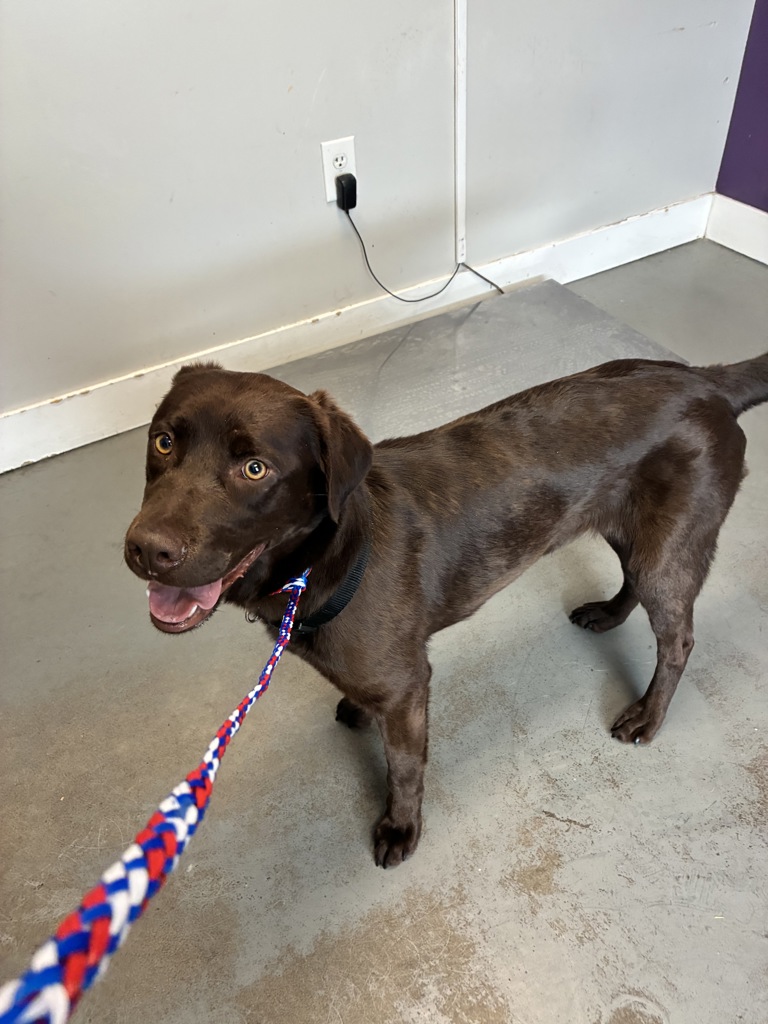 Shelter Stray Female Dog last seen Near California Avenue, SALT LAKE CITY, UT, 84104, 511 W 3900 S, Salt Lake City, UT 84123, USA