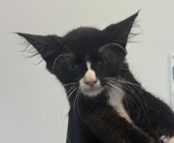 Shelter Stray Male Cat last seen Chadwell Avenue, San Diego, CA, 92154, 5500 Gaines St, San Diego, CA 92110, USA