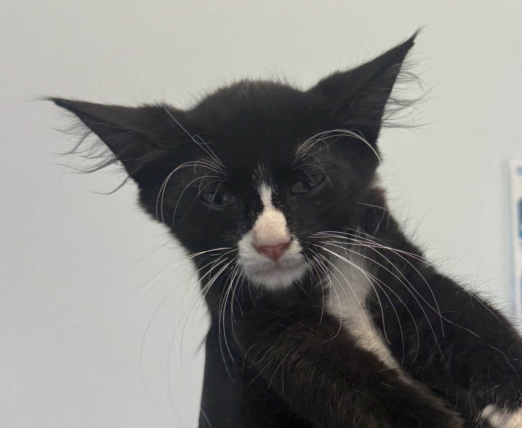 Shelter Stray Male Cat last seen Chadwell Avenue, San Diego, CA, 92154, 5500 Gaines St, San Diego, CA 92110, USA