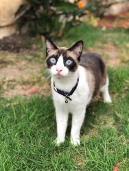 Reunited Male Cat last seen Carissa dr, Oceanside, CA 92057