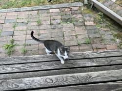 Found/Stray Male Cat last seen Timothy Ln, Chapel Hill, 27516, Orange County, NC 27516